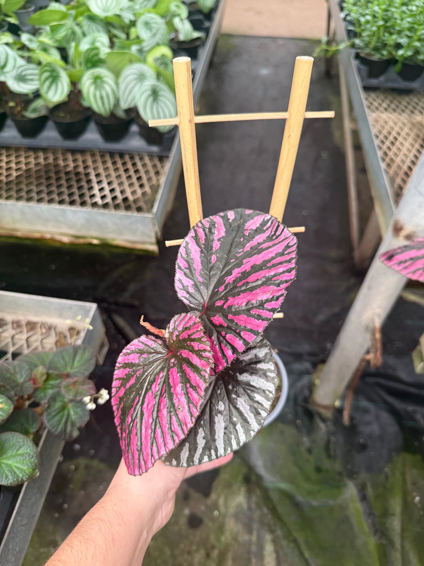 Begonia brevirimosa 'Exotica'