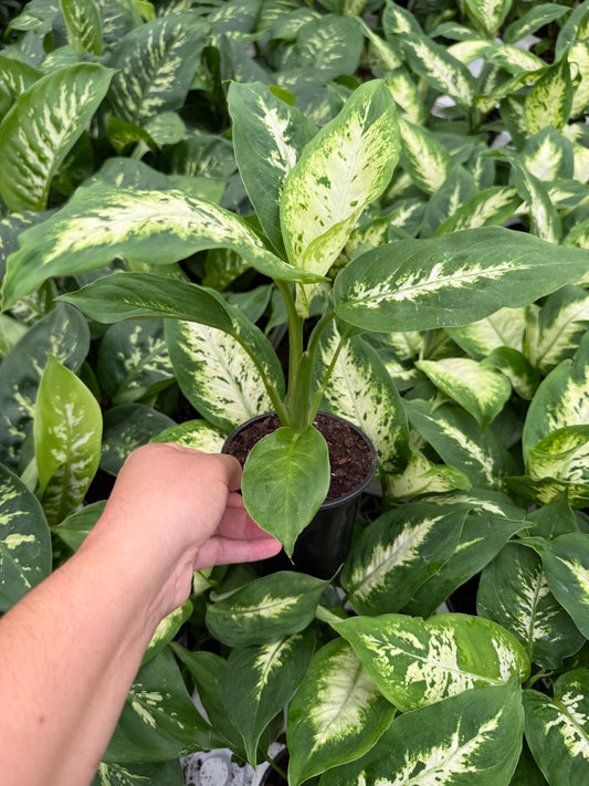 Dieffenbachia ‘Camille Compacta’