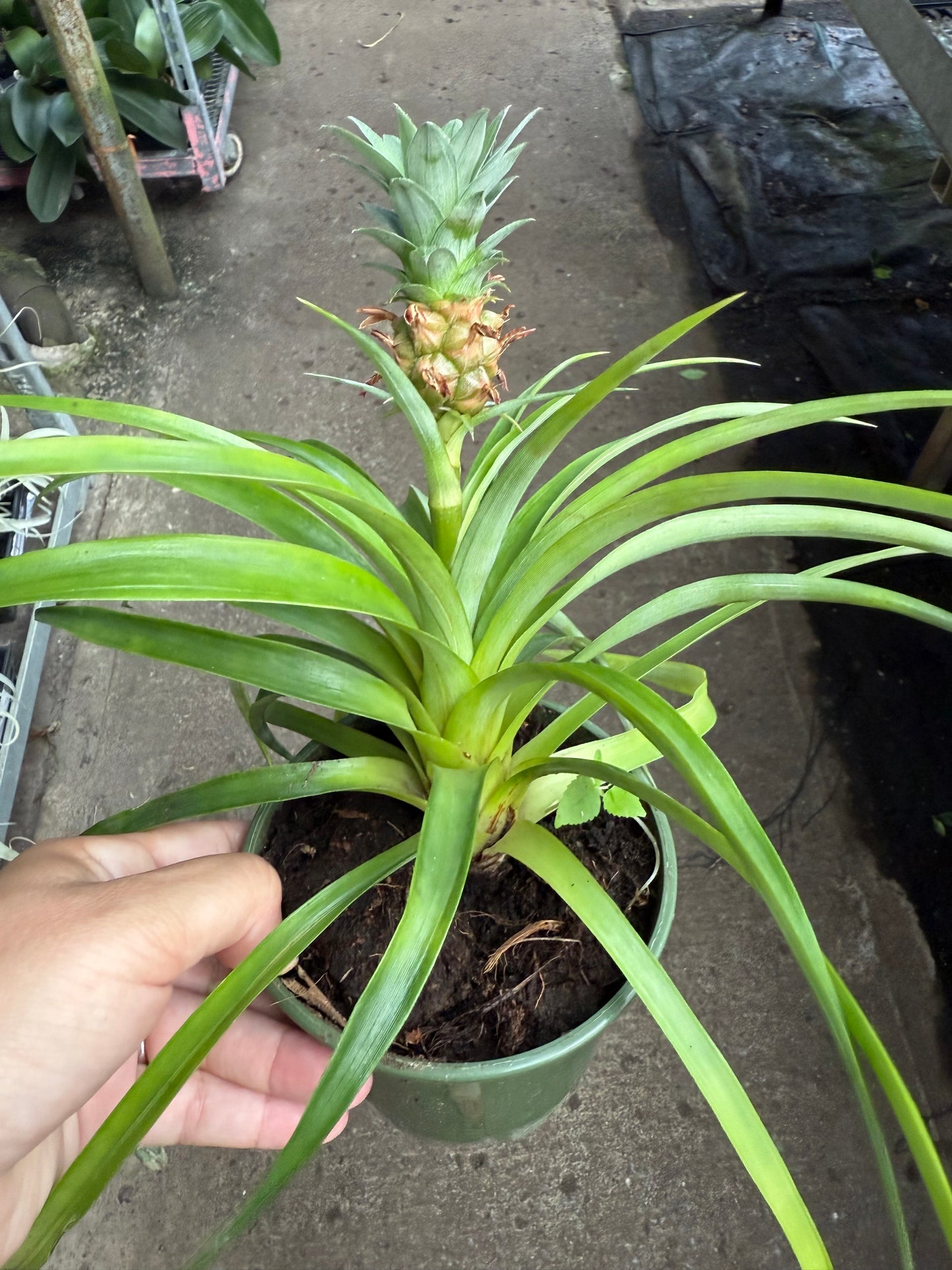 Ananas comosus « Mini Me »