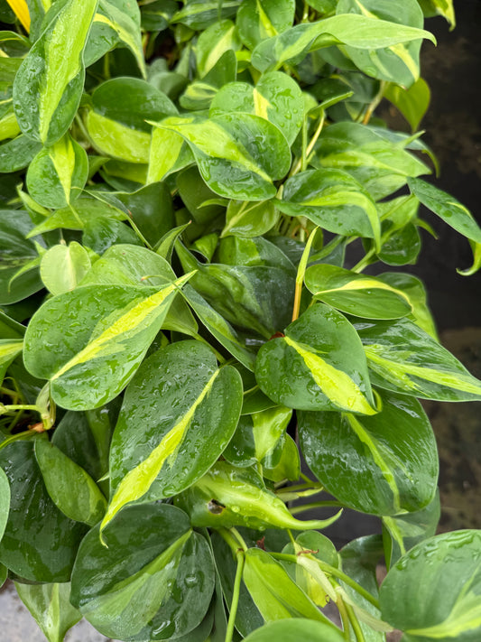 Philodendron ‘Brazil’