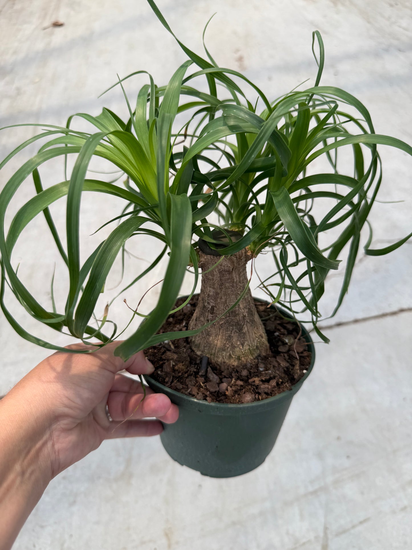 Beaucarnea Recurvata