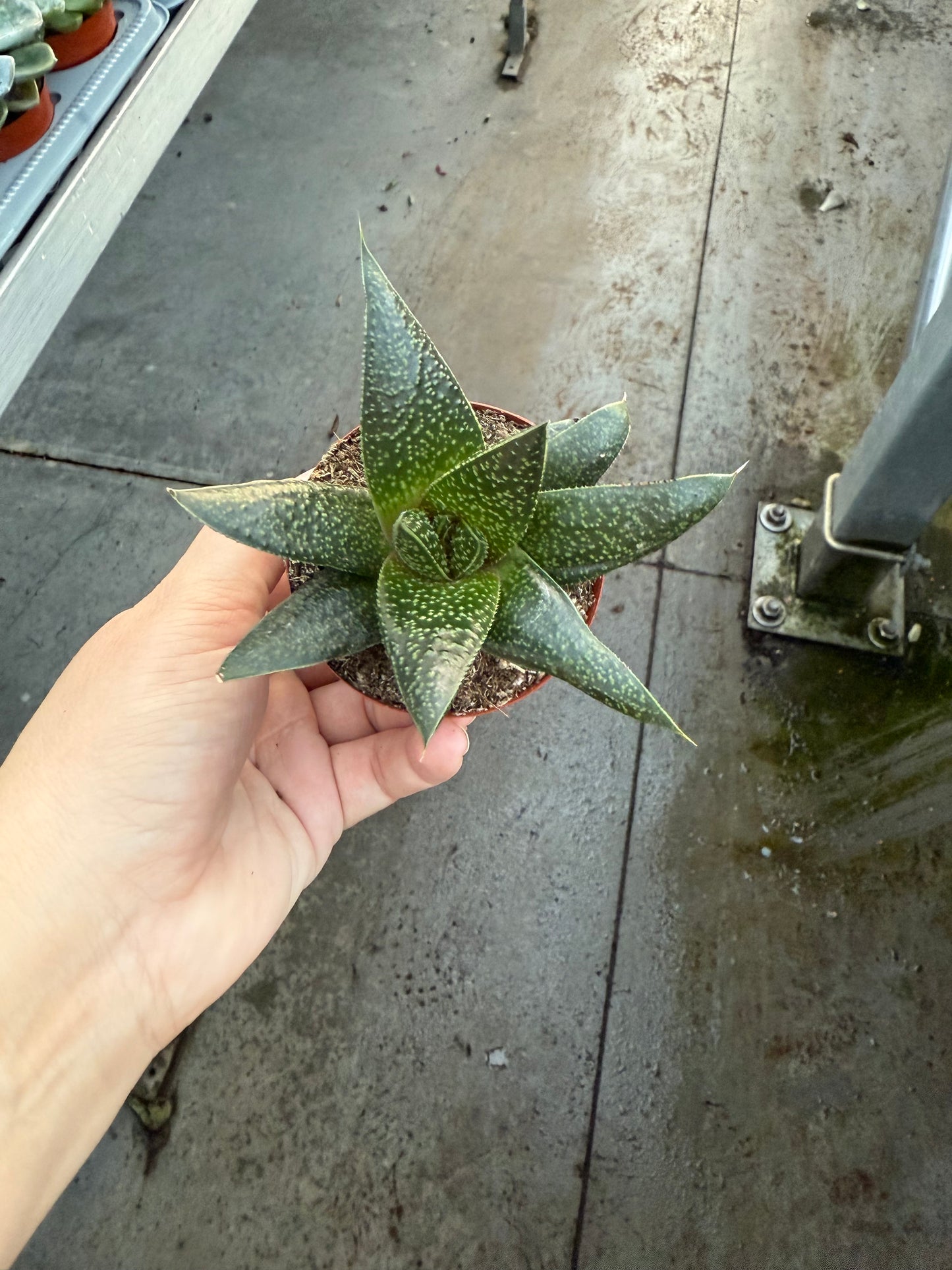 Haworthia ‘Rafiki’