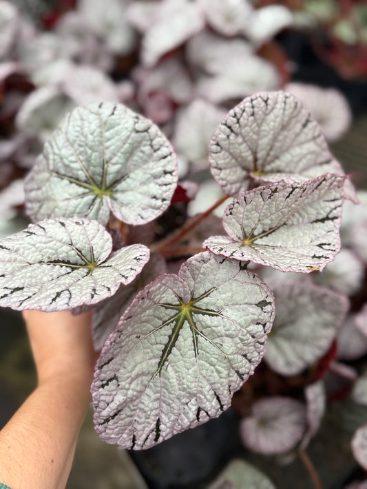 Begonia Rex  ‘Argent Rose’