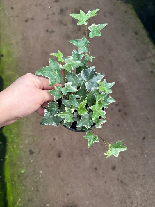 Hedera Helix ‘Galicer’
