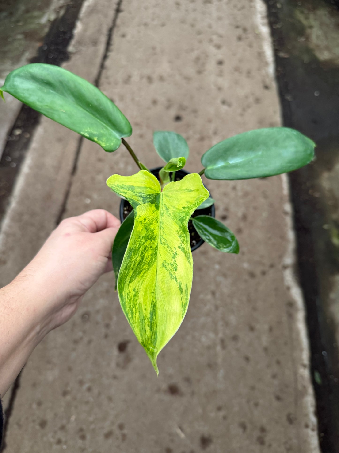Philodendron ‘Florida Beauty’