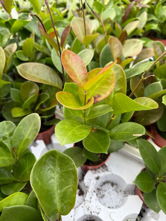 Hoya 'Australis'