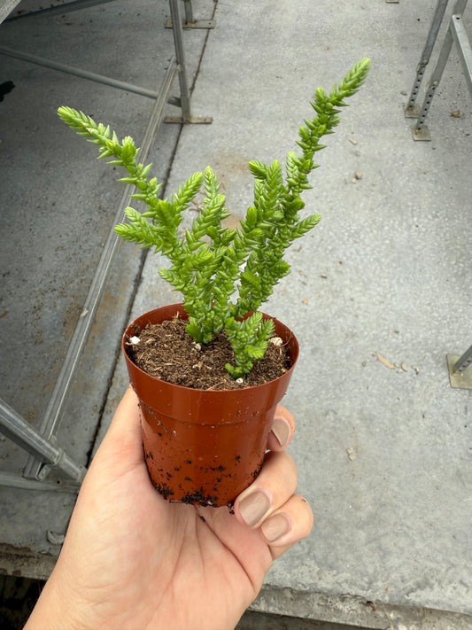 Crassula ‘Princess Pine’