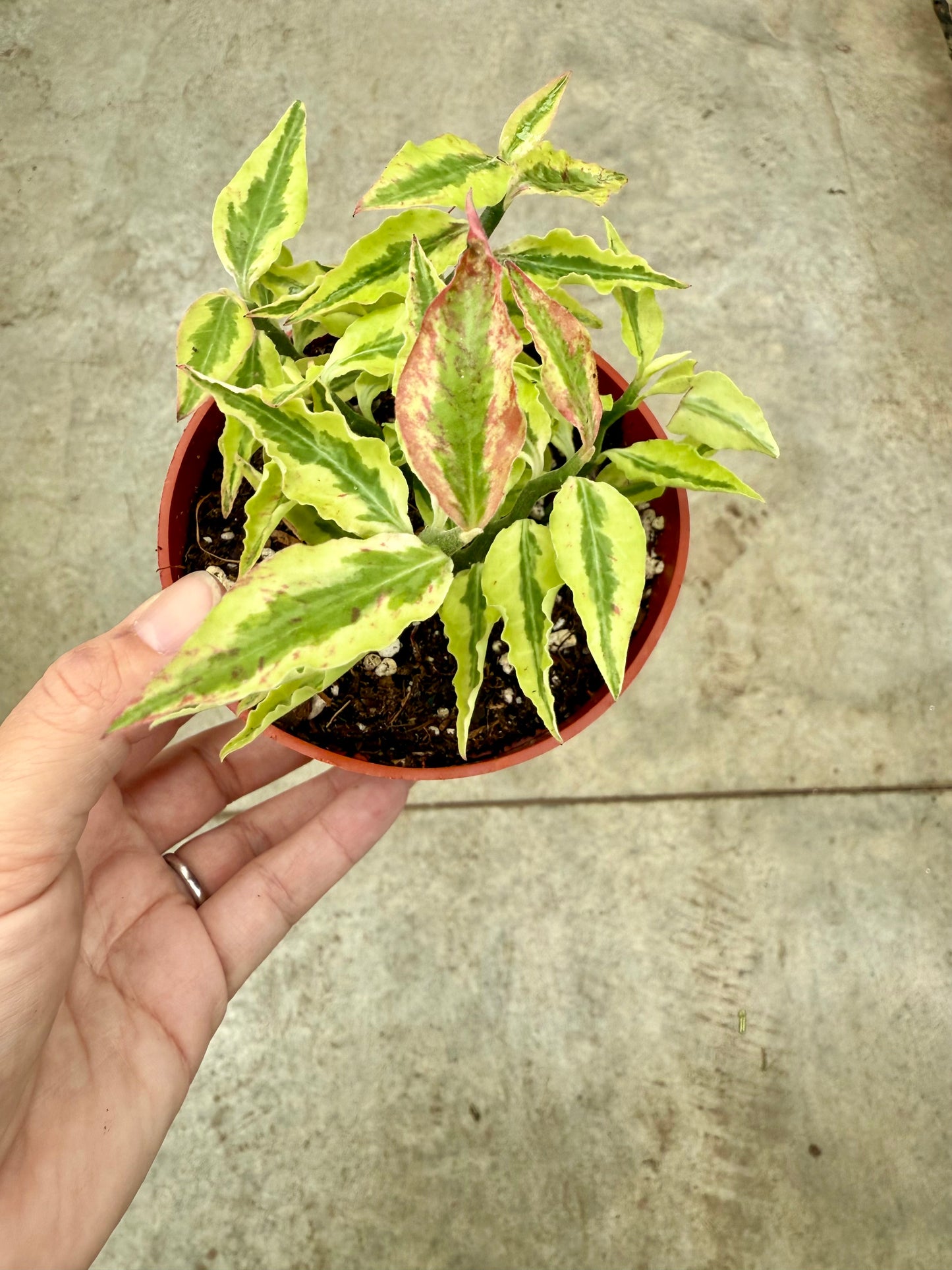 Pedilanthus Tithymaloides ‘Devils Backbone’