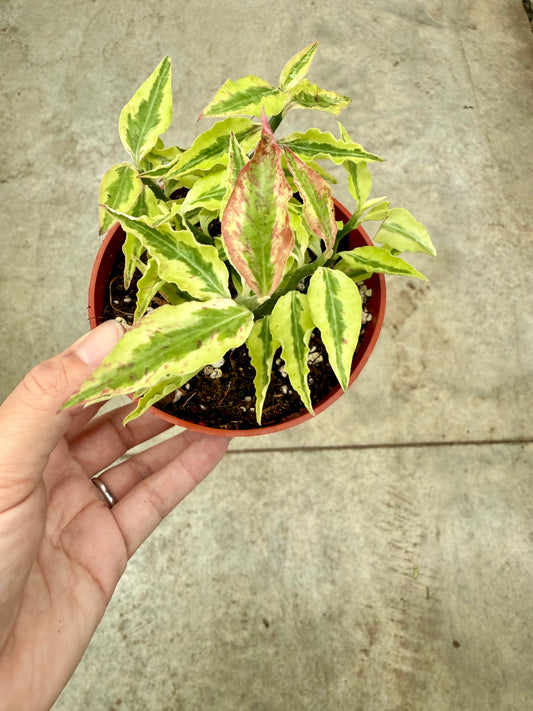 Pedilanthus Tithymaloides 'Épine du diable'