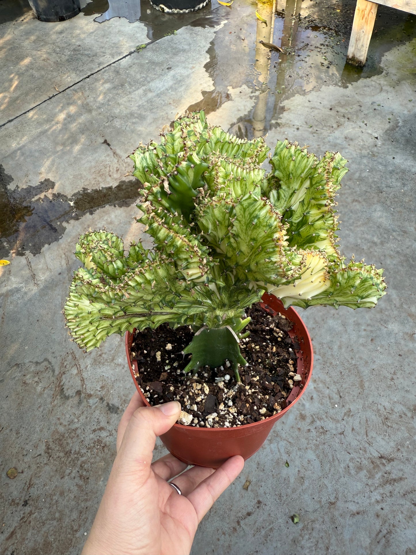 Euphorbe 'Jaune corail'