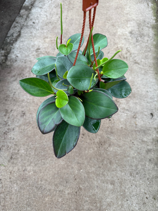Peperomia 'Red Edge'