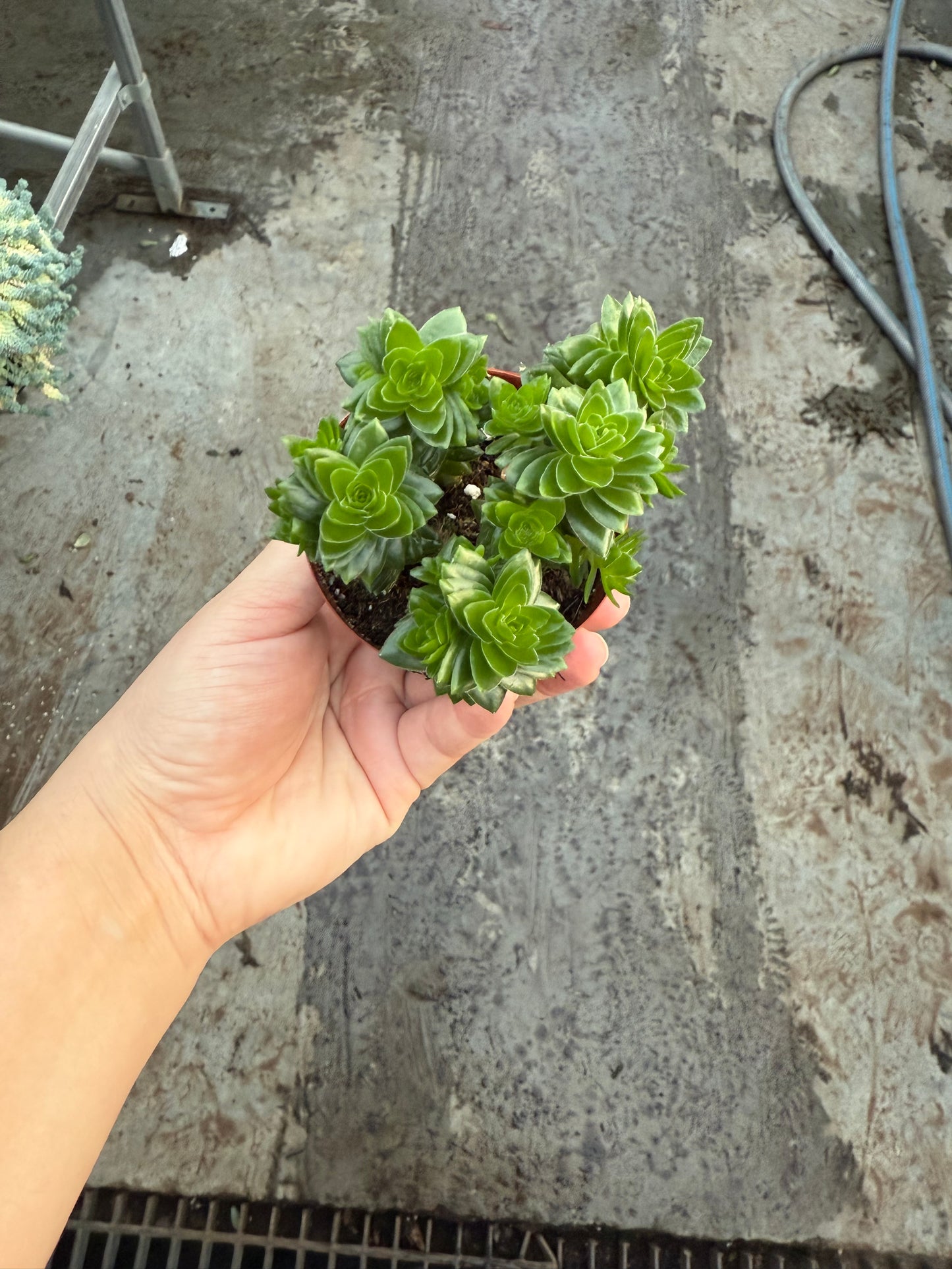 Crassula Pyramidalis ‘Spiralis’