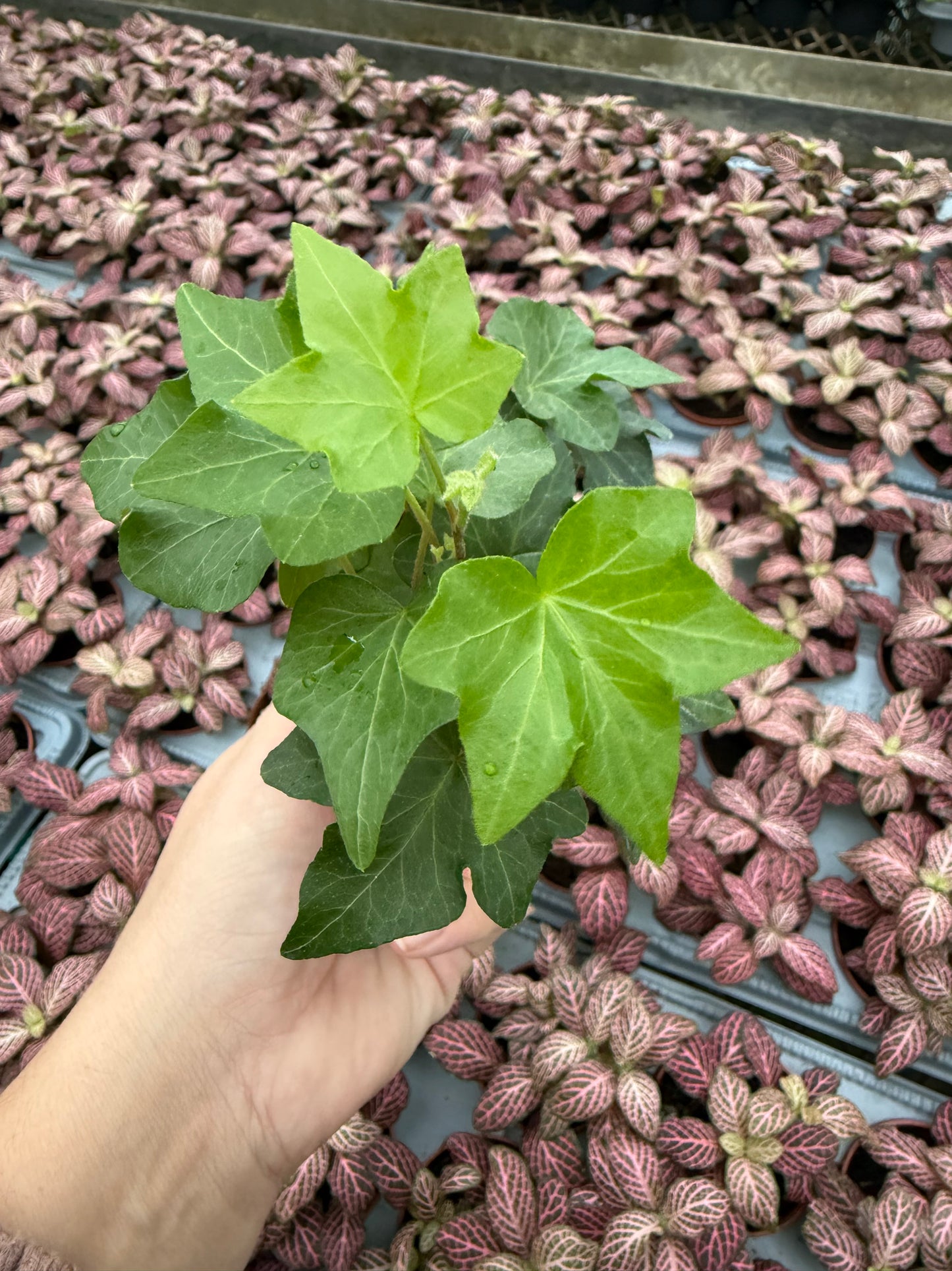 Hedera helix ‘California Ivy’