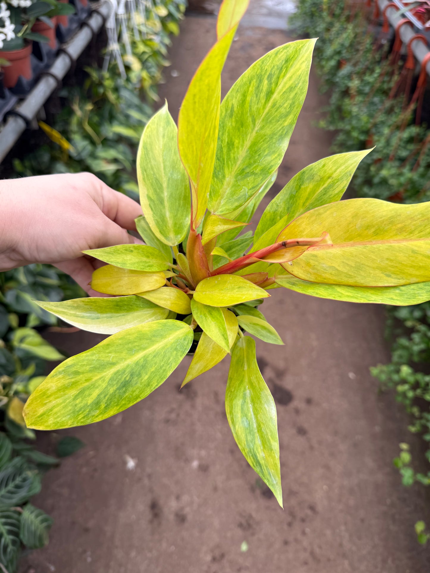 Philodendron ‘Orange Marmalade’