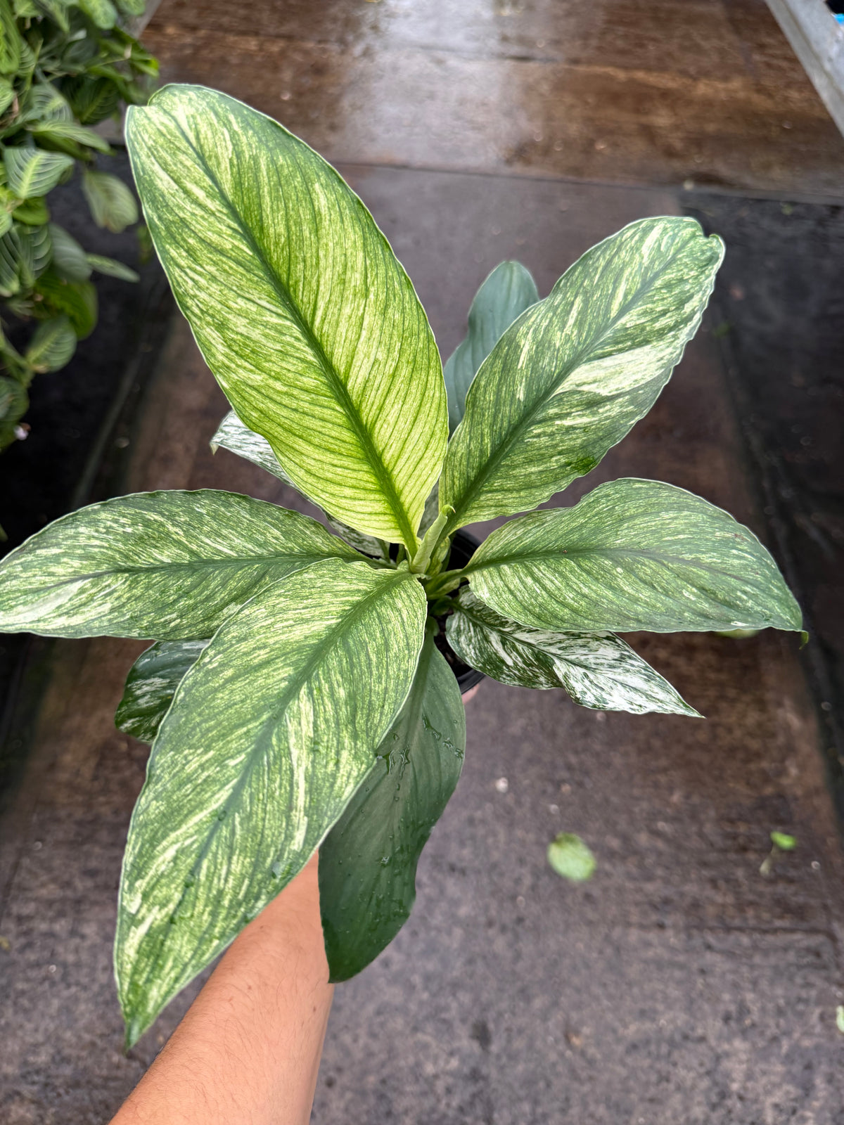 Spathiphyllum ‘Sensation Variegata’
