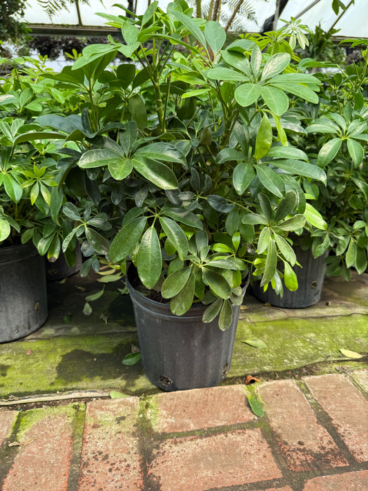 Schefflera Arboricola