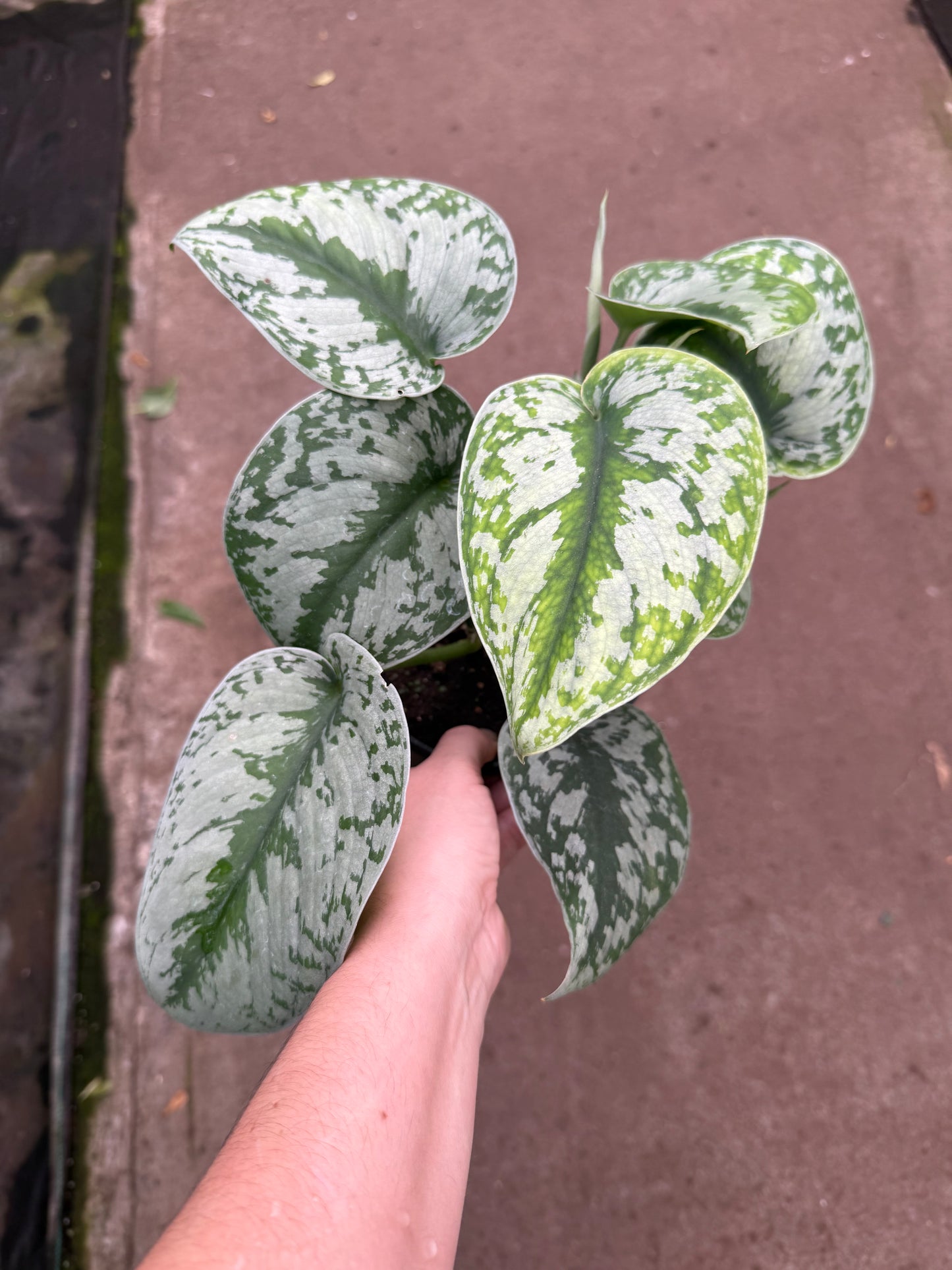 Scindapsus pictus ‘Silver Satin’