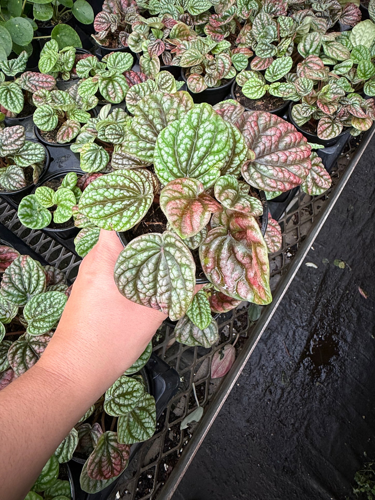Peperomia ‘Burbella Red’