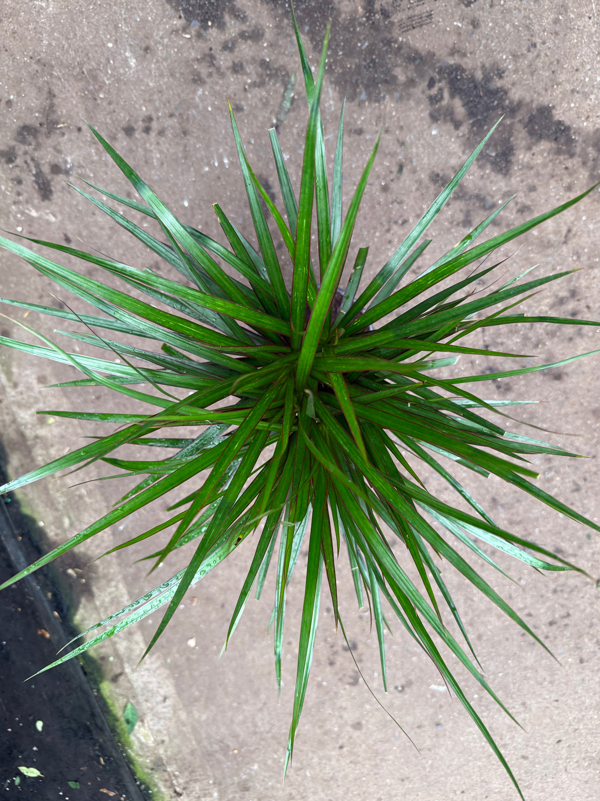 Dracaena marginata ‘Bicolor’ — Braided Dragon Tree