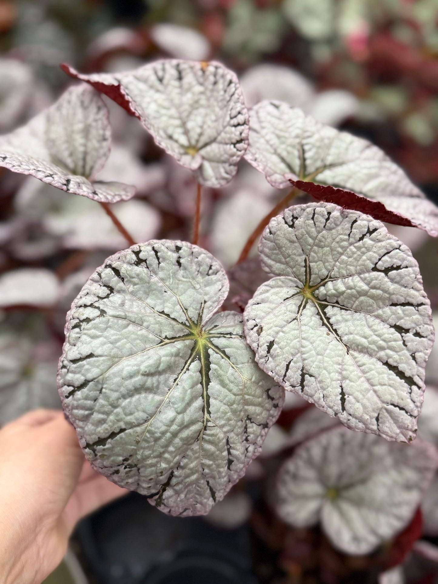 Begonia Rex  ‘Argent Rose’