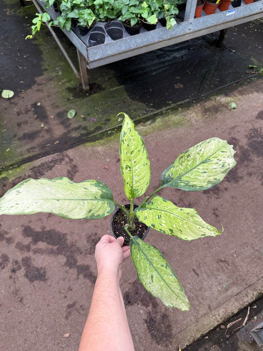 Dieffenbachia ‘Picasso’