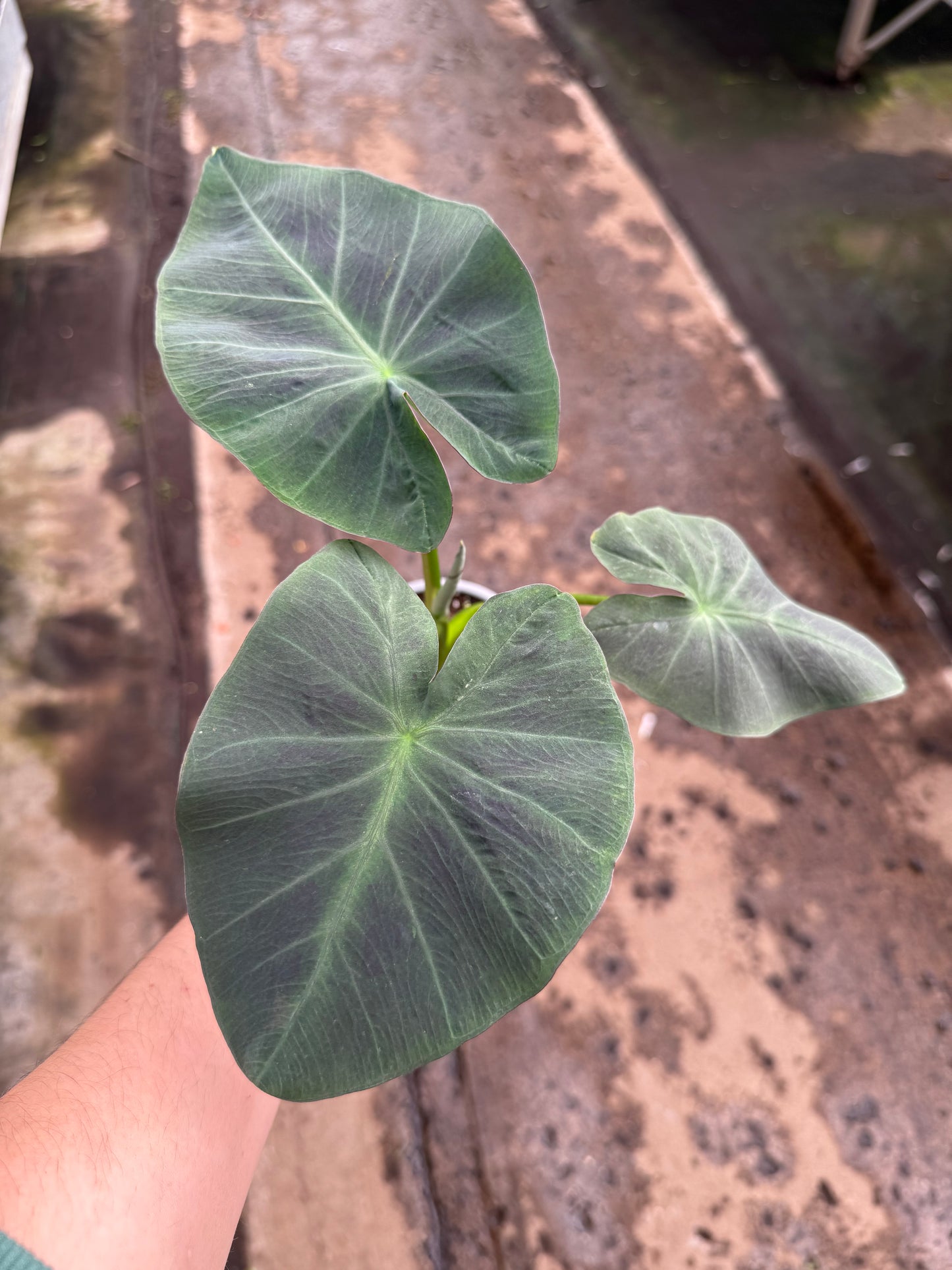 Colocasia Esculenta