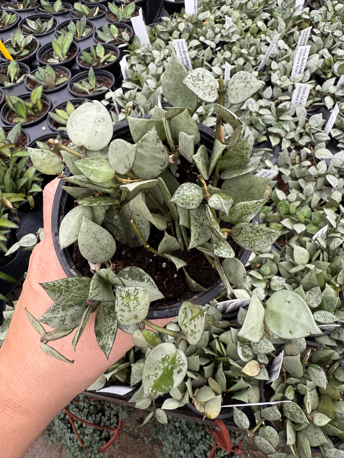 Hoya Krohniana ‘Eskimo’