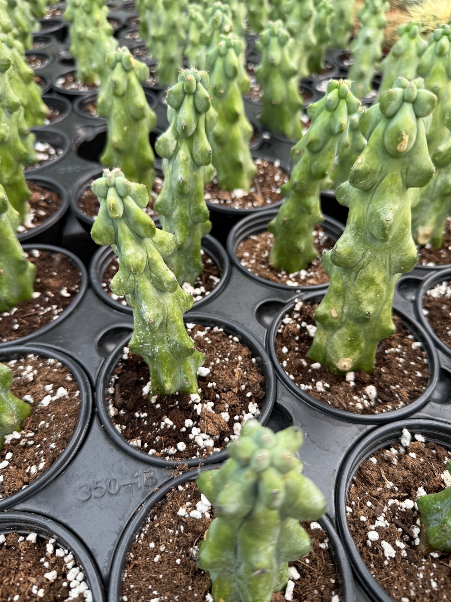 Myrtillocactus geometrizans- Boobie Cactus