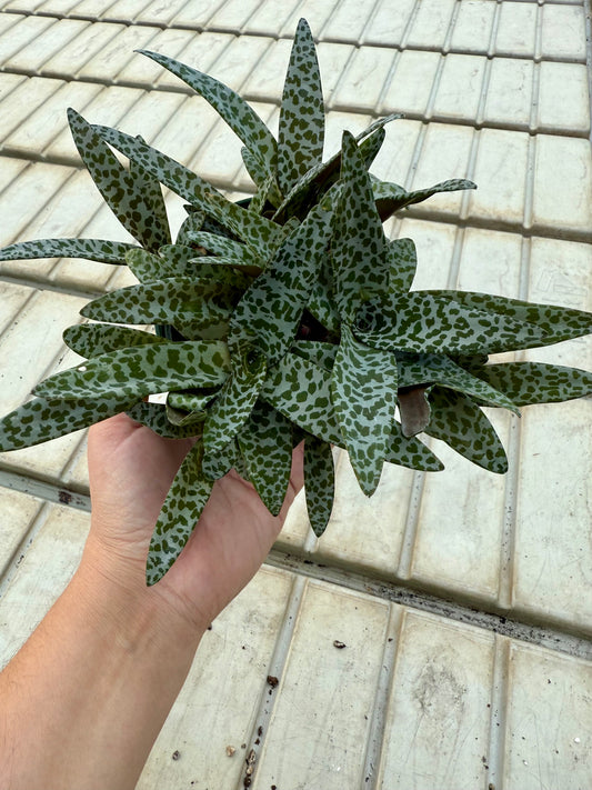 Ledebouria socialis"Silver squill"