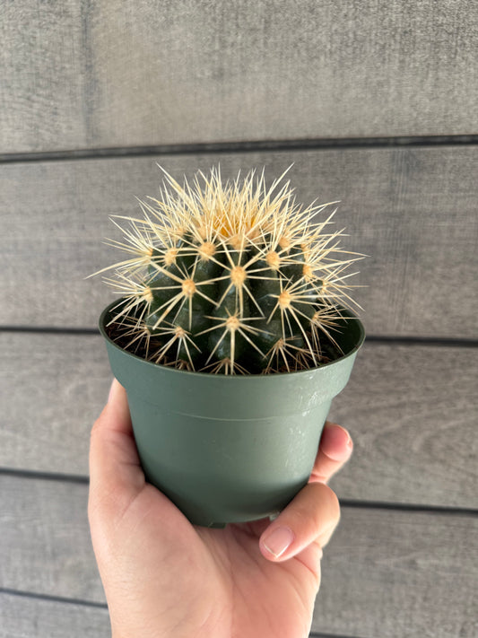 Golden Barrel Cactus