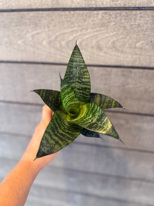 Sansevieria – Snake Plant