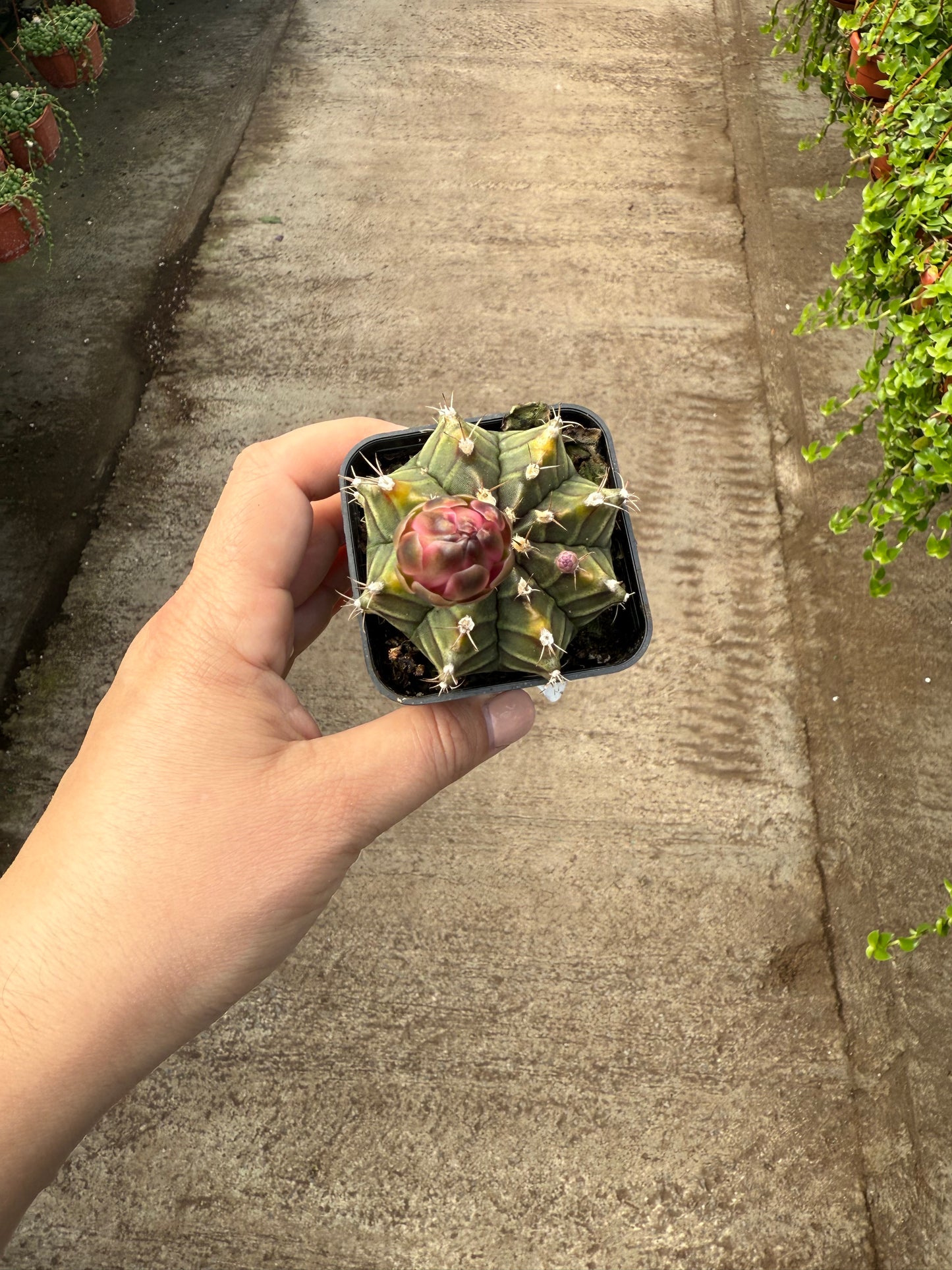 Gymnocalycium variegata