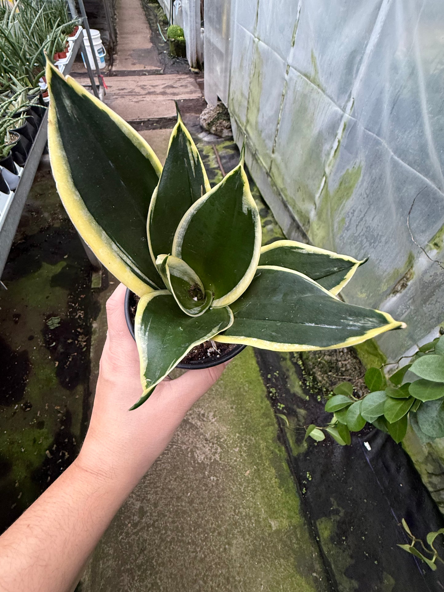 Sansevieria hahnii ‘Black Gold’