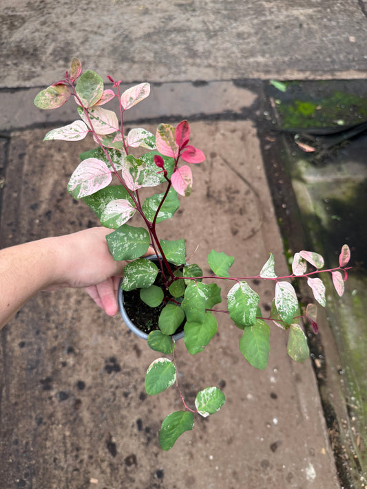 Breynia disticha ‘Roseopicta