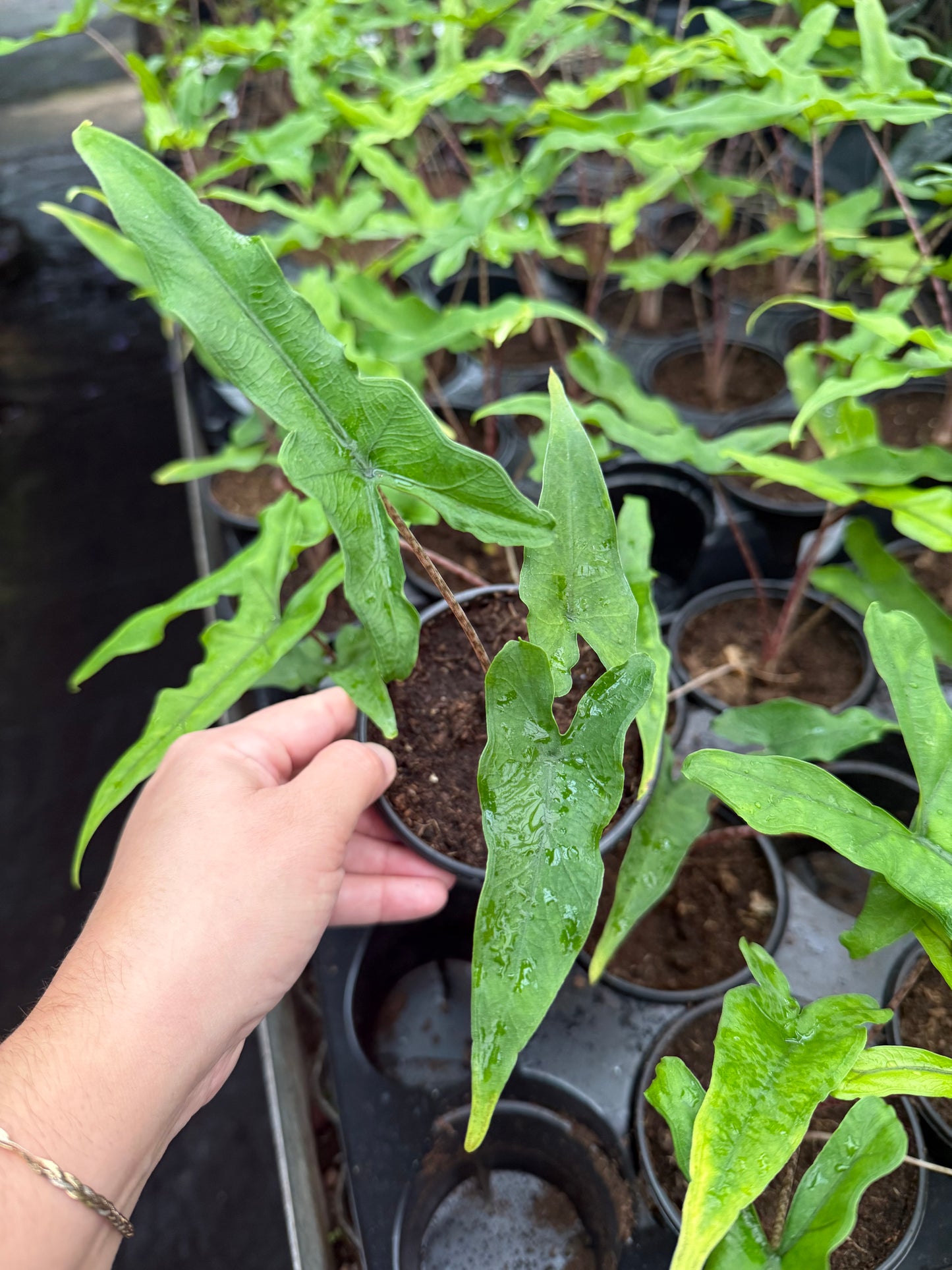 Alocasia ‘Sabrina’