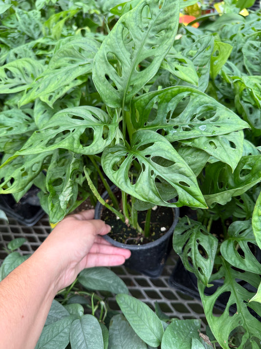 Monstera adansonii “Swiss Cheese Plant”
