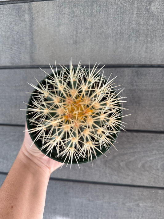 Golden Barrel Cactus
