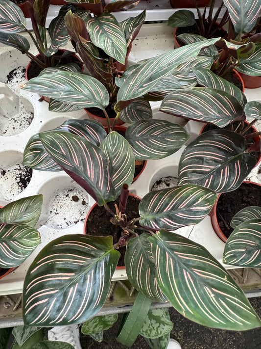 Calathea Pinstripe