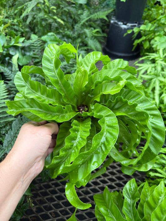 Bird’s Nest Fern