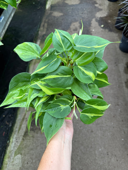 Philodendron ‘Brazil’