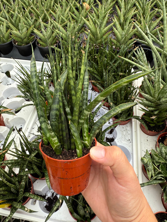 Sansevieria ‘Fernwood’