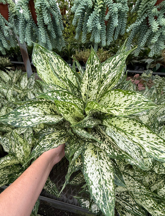 Aglaonema ‘Spring Snow’