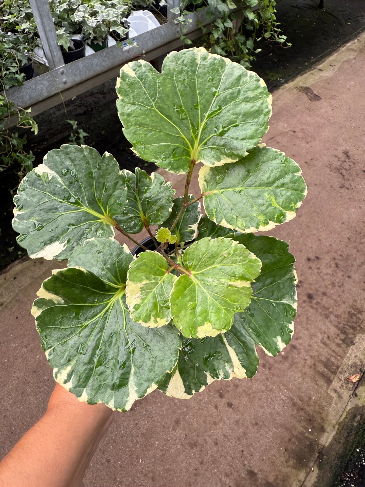Aralia balfouriana