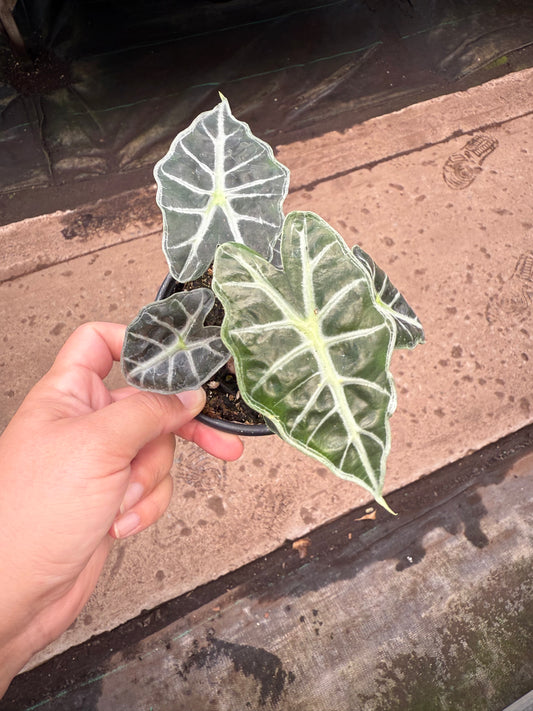 Alocasia Parasol- Mandalay