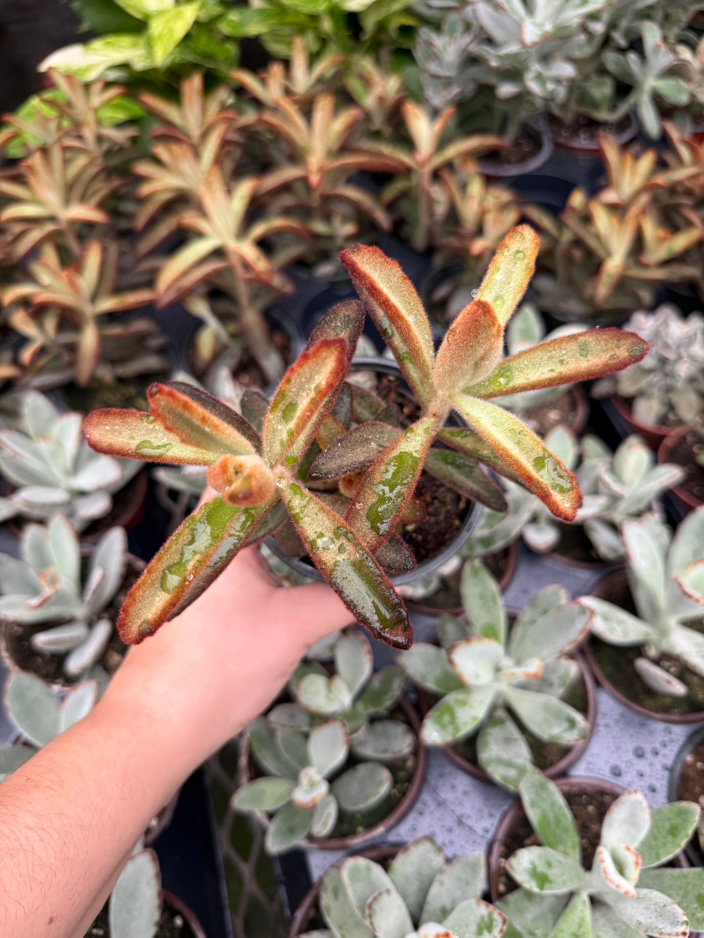 Kalanchoe ‘Chocolate Soldier’