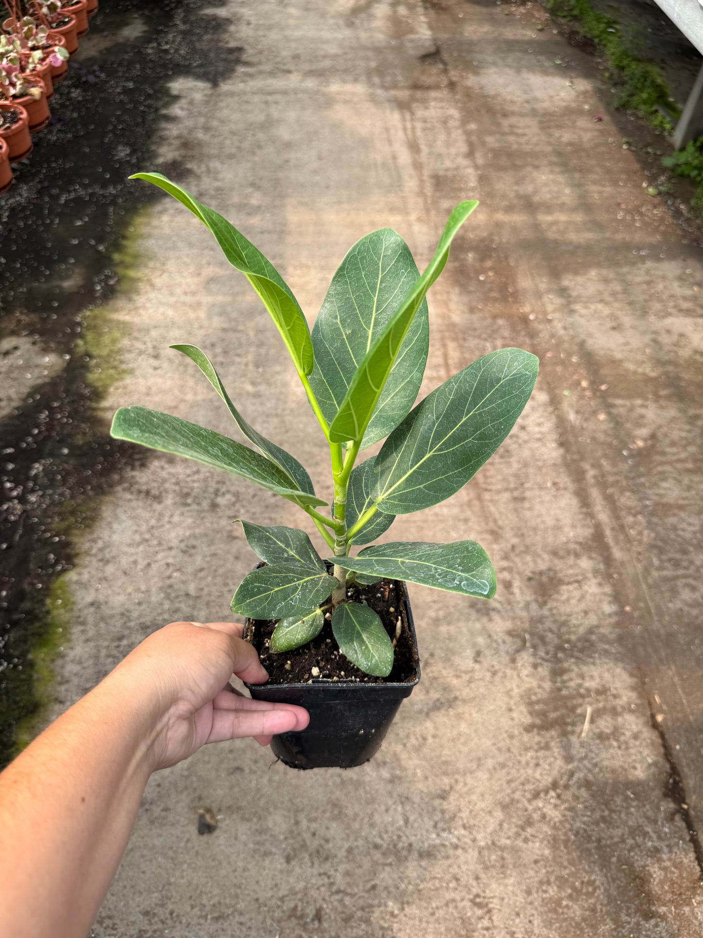 Ficus lyrata