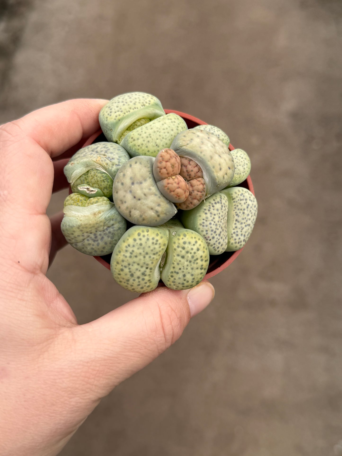 Lithops