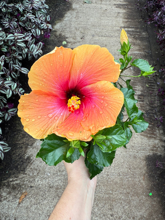 Hibiscus