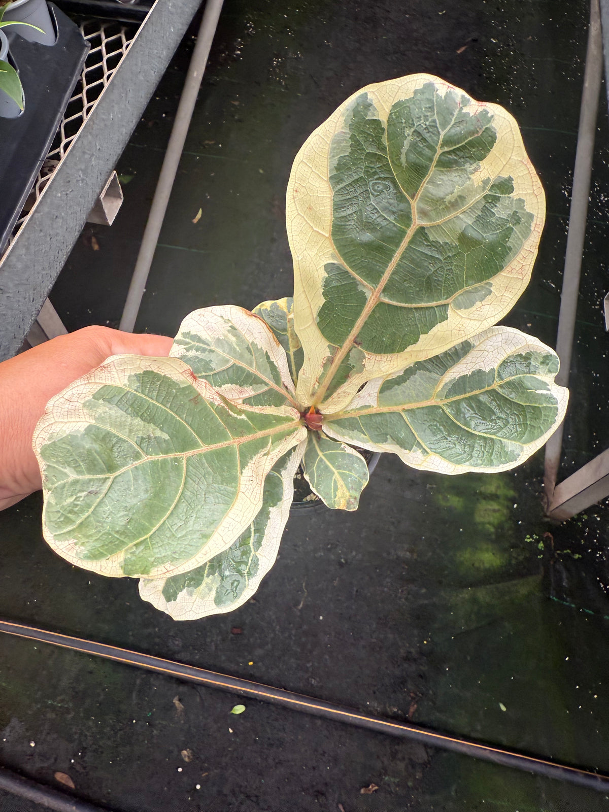 Ficus lyrata panaché