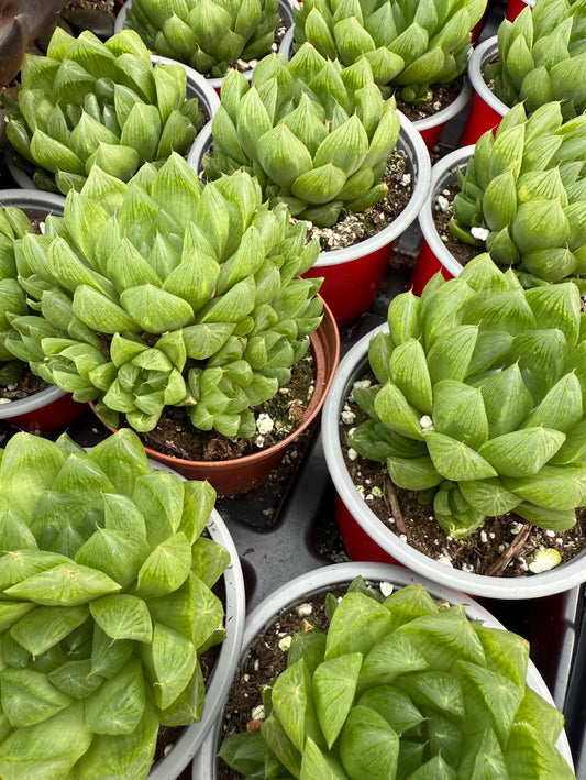 Haworthia Cooperi